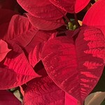 そば処 砂武縞 - 