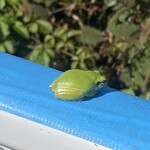 喫茶　来夢来人 - 