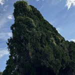 そば処 砂武縞 - 店から見える糸杉の巨木を見に来たら、糸杉ではなくヒバ。検索してみたところ、おそらくコノテガシワと言うものだ。