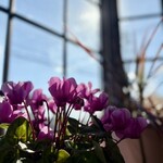 ケンちゃんラーメン - 出窓にお花が素敵