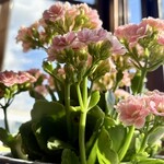 ケンちゃんラーメン - 出窓にお花が素敵