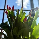 ケンちゃんラーメン - 出窓にお花が素敵