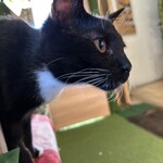 ねこのひたい - テンテン/•᷅•᷄\୭♡この子良く遊んでくれます！