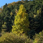 ハレルヤピザ - そろそろ紅葉ですね！