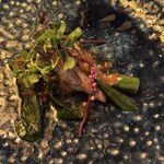 タケル クインディチ(LOQUAT) - 