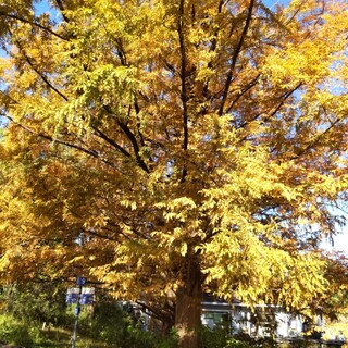 昭和記念公園 バーベキューガーデン_1