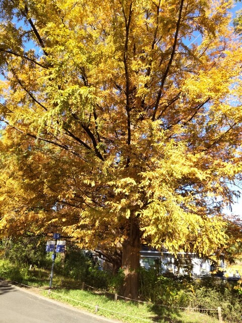 Showa Kinen Koen BBQ Garden photo 2