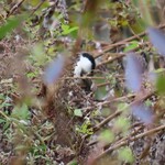 蕎麦屋蛍 - お店のちかくにいたコガラ
