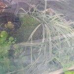 黒松本舗 草月 - 