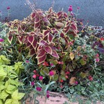 ピッツェリア アリス - 