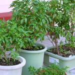 파스타&커피 유미 - バジル栽培してます。