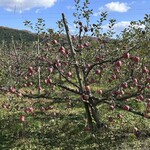 ポラーノ - お店のお隣のリンゴ畑。このりんごがアイスになったのかな！？？