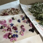 渋谷区ふれあい植物センター - 