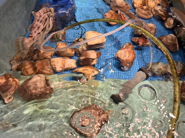 Kagurazaka Ika Center