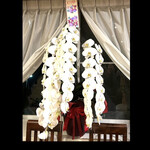 リストランテ ピノキオ - 別の見事な胡蝶蘭　byまみこまみこ