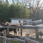 南ヶ丘牧場 牧場売店 - 