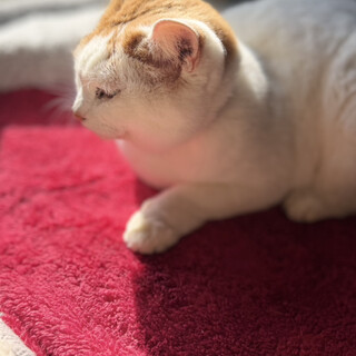 ドリプレ・ローズガーデン カフェ_0