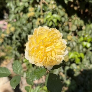 ドリプレ・ローズガーデン カフェ_1