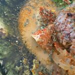 Madre ハーブとスパイス料理のワイン食堂 - スパイスチキン