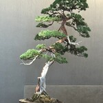 紀尾井町 三谷 - 