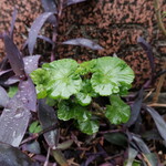 ふらんす亭 - 「さよなら」言えるはずのないキミの声