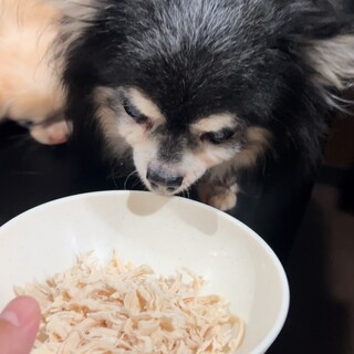 ペット同伴オッケー！