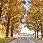 和風食事処ととろ - メタセコイヤ並木