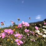 かまた農園 - 晴れで、心地良くみかん狩り日和