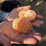 かまた農園 - 取っては試食の繰り返し