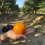 かまた農園 - 取っては試食