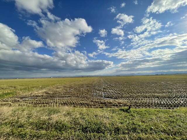 道の駅 おおがた - 船越（道の駅）の写真