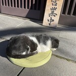 あごだし稲庭うどん 古泉洞 - お店の看板猫さん