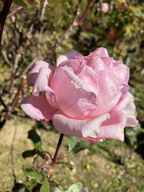 蛇の鼻茶屋 - 本宮（カフェ）の写真