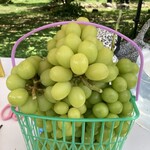 和田農園 - 1カゴ¥8000-