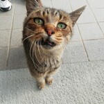 丼屋 さかぐち - 玄関前にいたヌッコ