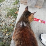 丼屋 さかぐち - チュールあげたった