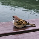 ブルックリン ロースティング カンパニー - 