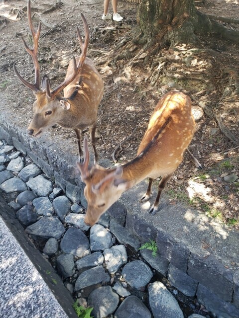 Starbucks Coffee Nara Sarusawaike Ten photo 3