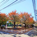 やぶ善 - お店の前の路地を進めば、"さくら公園"でも紅葉が。