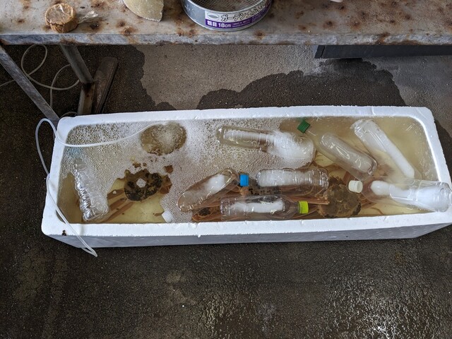 ヤマサ鮮魚本店 - 吹浦（海鮮）の写真