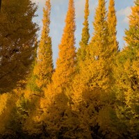 キハチ 青山本店 - 