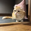 猫カフェ ぷちまりー 京都河原町店