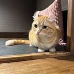 猫カフェ ぷちまりー - 