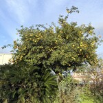 石鎚酒造株式会社 - 