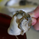中山牡蠣養殖所 - 爪楊枝で簡単にすくえますが、結構重たく感じます。