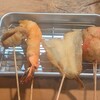 ほしぐみフライドキッチン - しいたけ肉巻き、海老、キス、肉詰めしいたけ、肉巻き紅生姜