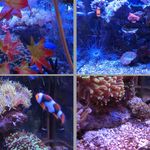 盤古茶屋 - 2014' 11/25 珍しい珊瑚です