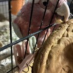 竹英  - ガジガジ