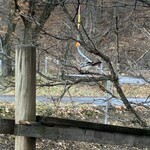 十勝しんむら牧場 クリームテラス - 