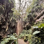 ガンガラーの谷　ケイブカフェ - 大主ガジュマル